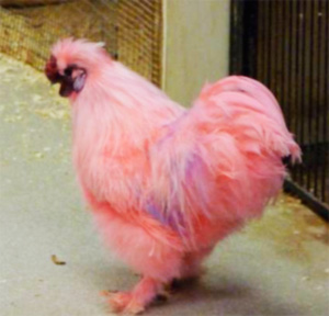 Розовая курица
