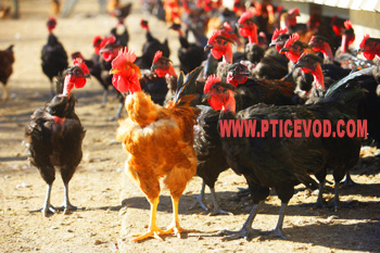 Куроводство — содержание и выращивание домашних куриц