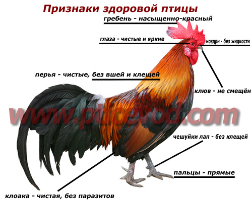 Болезни декоративных птиц: причины, симптомы, лечение | Название сайта