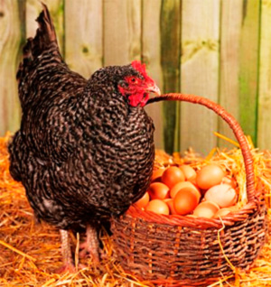 Куры – домашние яйца