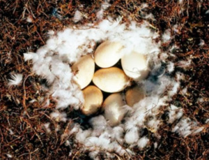 Инкубация гусиных яиц